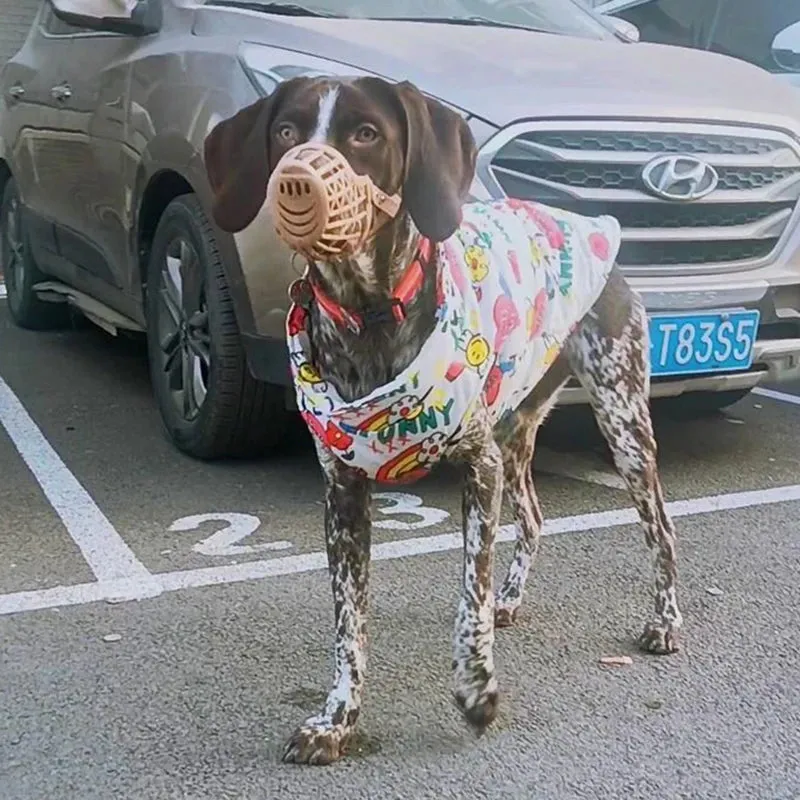 Colorful Waterproof Dog Jacket